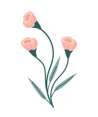 Delicate wildflowers, pink, spring primroses. Vector illustration of plants, color icon for herbarium.
