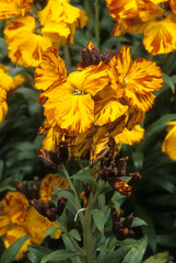 Cheiranthus cheirii , Giroflée ravanelle