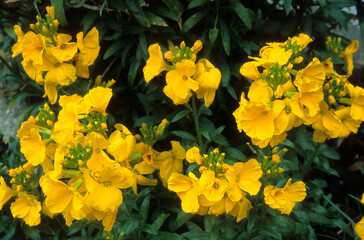 Obraz premium Cheiranthus cheirii 'Cloth of Gold' , Giroflée ravanelle