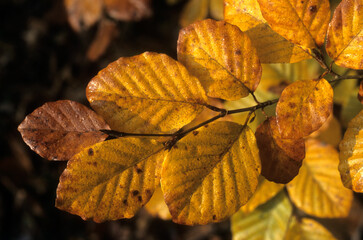 Fagus sylvatica, Hêtre