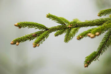 branch of a pine