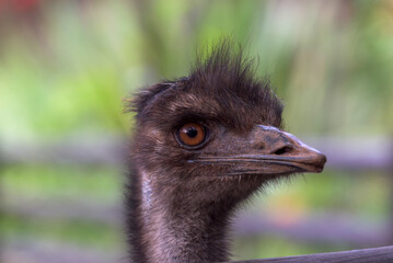 Close-up portrait of a majestic emu, a large flightless bird, captured in a tranquil setting
