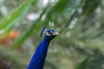 Fototapeta premium Close-up reveals the vibrant beauty of a peacock in a park, showcasing its mesmerizing feathers and regal demeanor.