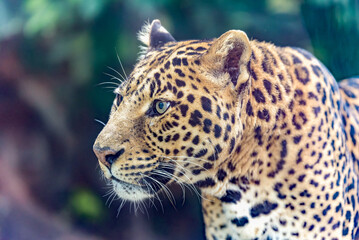 Fototapeta premium Stunning portrait captures the essence of a leopard (Panthera pardus), epitomizing grace, power, and the allure of the wild.