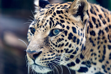 Stunning portrait captures the essence of a leopard (Panthera pardus), epitomizing grace, power, and the allure of the wild.