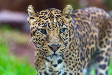 Stunning portrait captures the essence of a leopard (Panthera pardus), epitomizing grace, power, and the allure of the wild.