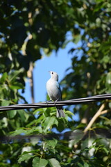thraupis episcopus perched on a wire with green leaves background