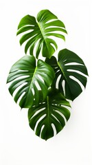 Fototapeta na wymiar Stock image of a lush Monstera Deliciosa on a white background, large leaves, and vibrant green color Generative AI