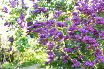 Obraz premium Blossom lilac flowers in spring in garden. branch of Blossoming purple lilacs in spring. Blooming lilac bush. Blossoming purple and violet lilac flowers. Spring season, nature background. aroma, 