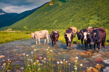 Cattle on the watering in Caucasus mountains at sunny summer day. Colorful outdoor scene of cows in...