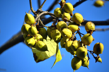 Empress Paulownia tree, Foxglove tree fruit
