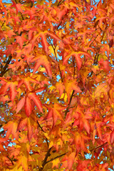 Red leaves  of American sweetgum tree - 729395335
