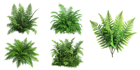 Set of fresh green fern leaves