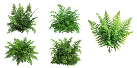 Fotobehang Set of fresh green fern leaves © linen