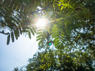 Nature tree background Green Leafs close-up at summer ecology cover page