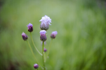 flowers in the garden, wild flower