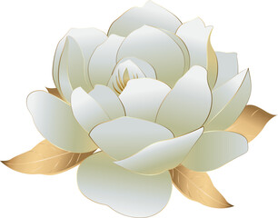 Elegant white Peony flower Illustration no background for floral designs