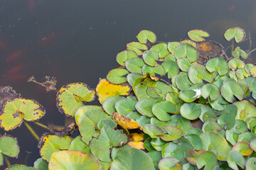 Water lily in the pond. 