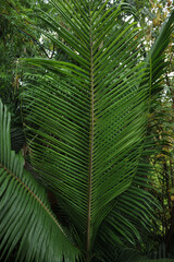 Fototapeta premium folha de palmeira tropical 