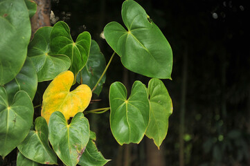 folhagem folhas verdes e amarela em formato de coração 