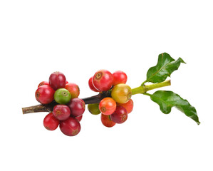 Red coffee beans , ripe berries on transparent png