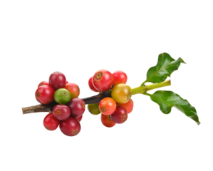 Red coffee beans , ripe berries on transparent png