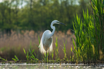Naklejka premium great egret heron in the marsh
