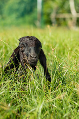 Young black goat lying on the grass looking at the camera