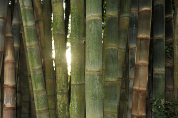 Fototapeta premium bambu, bambus linda composição 