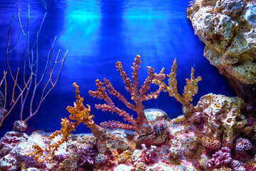 Underwater world. Coral reef and fishes sea coral reefs creatures in a huge aquarium.