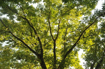 Fototapeta premium arvore grande e bela 