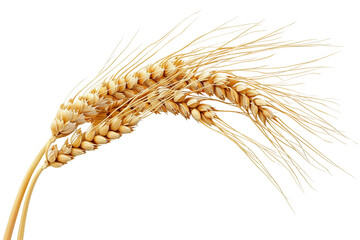 A Single Strand of Wheat Isolated on Transparent Background - Powered by Adobe