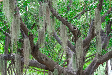 Plant Tillandsia Usneoides in natural Garden on a tropical exotic ficus tree in a humid jungle swamp