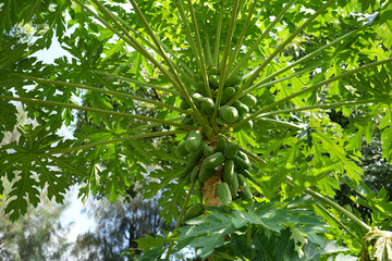 Big ripening green papaya fruits papayas on the tree with big green leaf with red stems petioles