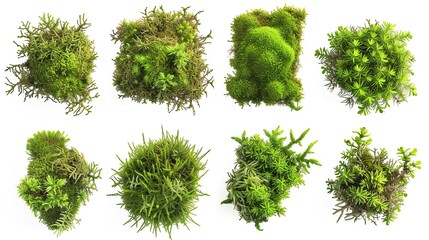Set of Moss