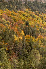 Fototapeta premium autumn forest in the mountains