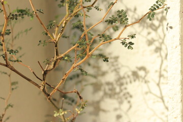 카페 식물 화분