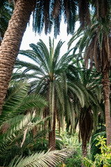 palm trees in the garden