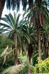 Fototapeta na wymiar palm trees in the garden