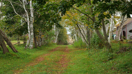 path in autumn forest