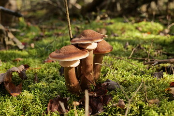 mushrooms in the forest