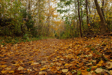 path in autumn forest