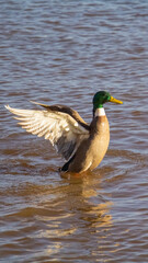 Obraz premium Mallard duck flying at lakeside. High quality photo