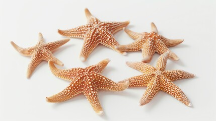 Set of Starfish