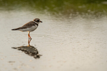 Semipalmated plover bird in the water with a beautiful reflection