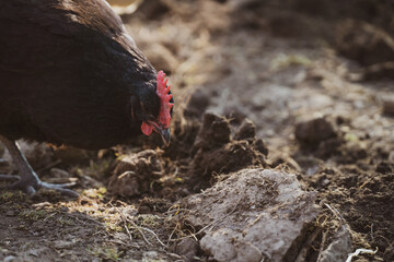 Close up of a black hen on the chicken farm. Free range. Organic life. Sustainable lifestyle. 