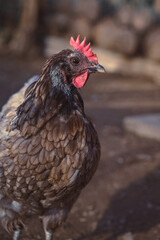 Close up of a Maran chicken on a free range farm. Organic farm. Sustainable lifestyle.