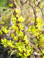 Beautiful bush close up, bush blooms in spring, side view, yellow green background, young leaves, nature