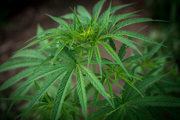 Cannabis tree and green marijuana leaves in the garden farm.