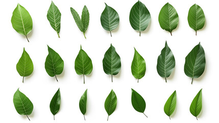 Set of green leaves, isolated on white background